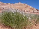 Coyote Buttes