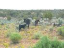 Weg zum Natural Bridges NM