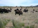 Antelope Island SP