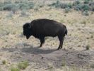 Antelope Island SP