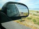 Antelope Island SP