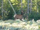 Elk im Grand Teton NP