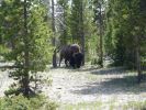 Yellowstone NP