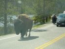 Yellowstone NP