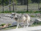 Grizzly & Wolf Park in West Yellowstone