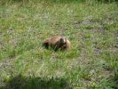 Yellowstone NP