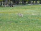 Coyote im Yellowstone NP