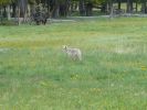 586_Coyote_im_Yellowstone_NP.jpg