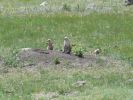 612_Custer_SP.jpg