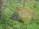 Tierpark Bear Country U.S.A.