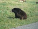 Tierpark Bear Country U.S.A.