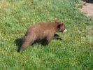 Tierpark Bear Country U.S.A.