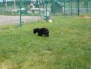 Tierpark Bear Country U.S.A.