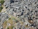 Fahrt mit der White Pass & Yukon Railroad