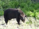 Bär am Alaska Highway