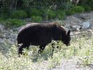 Bär am Alaska Highway