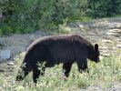 Bär am Alaska Highway