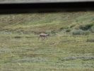 Denali NP