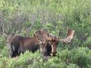 Denali NP