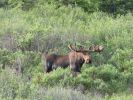 Denali NP
