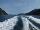 Whale Watching Major Marine Tours
