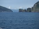 Whale Watching Major Marine Tours