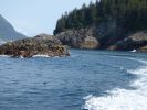 Whale Watching Major Marine Tours