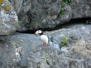 Whale Watching Major Marine Tours