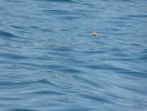 Whale Watching Major Marine Tours