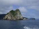 Whale Watching Major Marine Tours