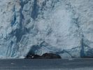 Whale Watching Major Marine Tours