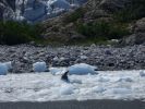 Whale Watching Major Marine Tours