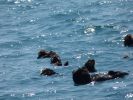 Whale Watching Major Marine Tours