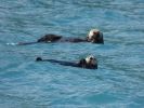 Whale Watching Major Marine Tours