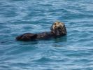 Whale Watching Major Marine Tours
