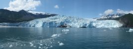 Whale Watching Major Marine Tours