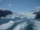 Whale Watching Major Marine Tours