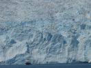 Whale Watching Major Marine Tours