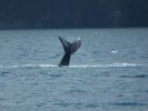 Whale Watching Major Marine Tours