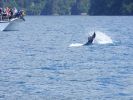 Whale Watching Major Marine Tours