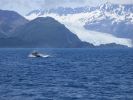 Whale Watching Major Marine Tours