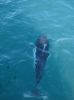 Whale Watching Major Marine Tours