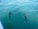 Whale Watching Major Marine Tours
