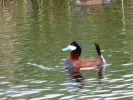 Yukon Wildlife Preserve