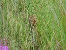 Yukon Wildlife Preserve
