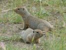 Yukon Wildlife Preserve