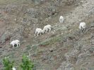 Yukon Wildlife Preserve