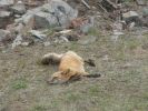 Yukon Wildlife Preserve