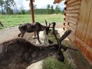 Yukon Wildlife Preserve