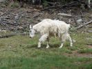 Yukon Wildlife Preserve